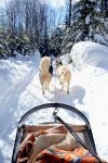 Dog sledding, Les Eboulements: l'escursione con i cani da slitta, conosciuta in Canada come dogsledding, è ormai un'attività imprescindibile dei turisti che fanno tappa ...