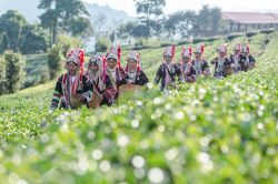 Donne Akha camminano in una piantagione di té a Chui Fong, Chiang Rai, Thailandia - © luamduan / Shutterstock.com