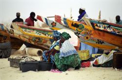 Donne mauritane puliscono il pesce sulla spiaggia a Nouakchott, Mauritania. Il pesce fresco viene venduto tutti i giorni sulla spiaggia - © Attila JANDI / Shutterstock.com