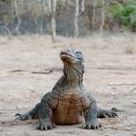 Drago di Komodo, il rettile gigantesco del MAr di Flores è in realtà una specie di varano (Varanus komodiensis) e può raggiungere i 3-4 metri di lunghezza, aggredire l'uomo ...