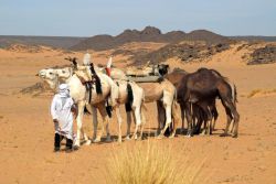 Gruppo di Dromedari all'interno dell'Erg Tihodaine in Algeria - Foto di Giulio Badini