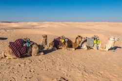 Dromedari in attesa di portare turisti in tour per il deserto a Douz, Tunisia.



