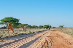 Dromedari lungo una strada sterrata nel deserto del Kenya: siamo nella regione di Marsabit, a circa 600 km da Nairobi.
