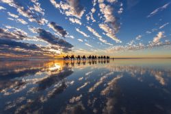 Dromedari sul lungomare a Cable Beach al tramonto, ...