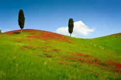 Due cipressi su una collina ricoperta di fiori rossi in una giornata di sole a Certaldo, Toscana, Italia.



