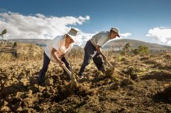 Due contadini lavorano la terra a Cajamarca, Perù. Curiosando nei dintorni della città è facile incontrare "campesinos" intenti alla lavorazione dei fertili campi ...
