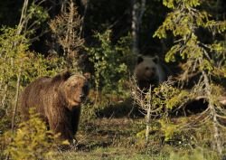 Due esemplari di orso bruno (Ursus arctos arctos) a Kuusamo, Finlandia, vicino al confine con la Russia.

