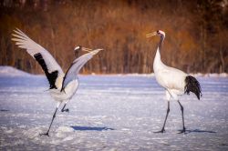 Due gru giapponesi (Red Crowned Cranes) danzano per l'accoppiamento sulla neve nella città di Kushiro, Giappone.
