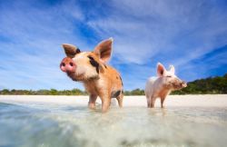 Due simpatici maialini selvatici sulla spiaggia di un'isola delle Exuma, Bahamas.



