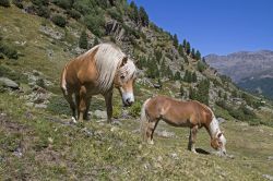 Due splendidi esemplari di cavalli Haflinger in un pascolo montano a Obergurgl, Austria.
