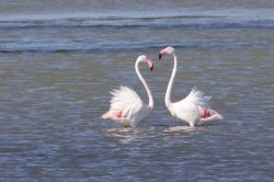 Due splendidi esemplari di fenicotteri nei pressi del Canal du Rhone, Camargue, Francia. Dagli inizi degli anni'70, la più grande colonia di fenicotteri rosa del Mediterraneo Occidentale ...