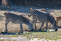 Due zebre al South Lilongwe National Park, Malawi, si abbeverano in una pozza.
