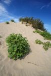 Dune di sabbia su una spiaggia di Porto Caleri ...