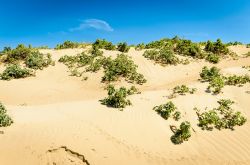 Dune di sabbia sulla costa del Lido di Manfria in Sicilia, dintorni di Gela