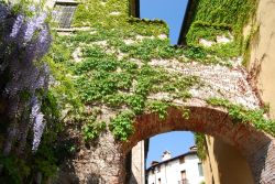 Edera e glicine su un muro delle città medievale di Asolo, Veneto. Fa parte dei borghi più belli d'Italia - © ErikaZ / Shutterstock.com