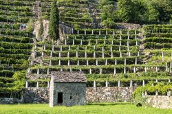 Un edificio in pietra e i vigneti terrazzati a Pont-Saint-Martin in Valle d Aosta - © KamilloK / Shutterstock.com