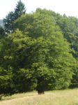 El fagheron uno storico albero di Imer in Trentino Alto Adige - © Tn4196 - CC BY-SA 3.0, Wikipedia