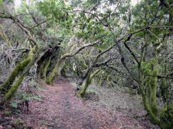 La spettrale "foresta delle streghe", dove tutte le piante sono coperte da uno spesso strato di muschio. Siamo a El Hierro (Isole Canarie, Spagna).