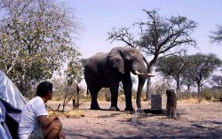 Elefante e accampamento in Botswana - Foto Giulio Badini