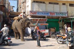 Un elefante con un uomo sul dorso passeggia per le strade di Udaipur, Rajasthan, India - © CarGe / Shutterstock.com