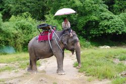 Elefante sull'isola di Koh Samui in Thailandia - © HGalina / Shutterstock.com
