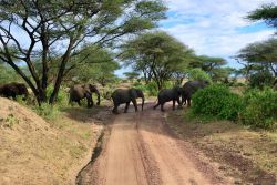 Elefanti africani attraversano una strada sterrata al parco Manyara, Tanzania. L'attrattiva principale della riserva sono proprio questi giganteschi mammiferi.


