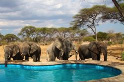 Elefanti nella piscina di uno dei lodge al parco di Ruaha. In questa riserva naturale della Tanzania si trova la più grande concentrazione di questa famiglia di proboscidati: li si può ...