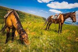 Escursione a cavallo nel Drakensberg National Park , provincia di Kwazulu Natal, Sudafrica