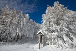 Escursione con le Ciaspole nelle foreste di Campigna in inverno