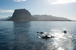 Escursione in barca per vedere i delfini a Mauritius. in genere le imbarcazioni salpano dal porto di La Preneuse, costa occidentale.
