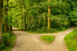 Escursione in bici nella foresta Haagse Bos ad est de L'Aja (Olanda).
