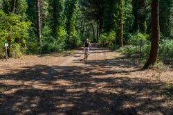 Escursione in bicicletta nella Pineta di Milano Marittima, non distante dalla Casa delle Farfalle - © Michele Vacchiano / Shutterstock.com