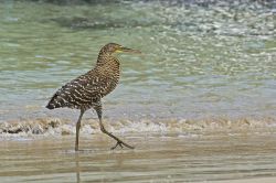 Un esemplare di airone tigrato golanuda (Tigrisoma Mexicanum) sull'isola di Coiba, Panama, America Centrale. L'areale di questa specie si estende attraverso il Centramerica dal Messico ...