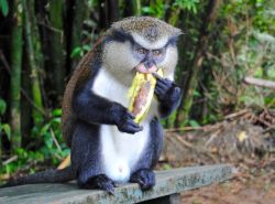 Un esemplare di cercopiteco mona mangia una banana nella Grand Etang National Forest a Grenada, Caraibi. Questa antica scimmia vive nell'Africa occidentale fra il Ghana e il Camerun ma anche ...