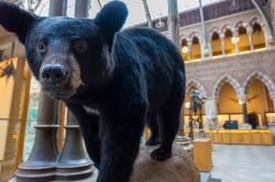 Un esemplare di orso esposto al Museo di Storia Naturale di Oxford, Inghilterra (UK) - © Gabriel Stellar / Shutterstock.com
