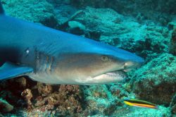 Un esemplare di squalo pinna bianca (Triaenodon obesus) a Coiba, Panama. Per via della sua indole timida non è normalmente considerato pericoloso per chi pratica subacquea ma è ...