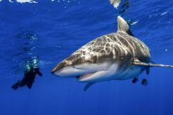 Un uomo fotografa un esemplare di squalo pinna bianca oceanico (noto anche come whitetip shark) nell'oceano al largo di Cat Island, Bahamas. 


