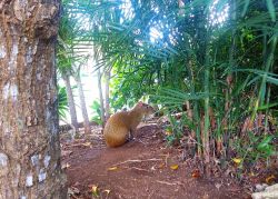 Un esemplare femmina di aguti punteggiato fra gli alberi di Puerto Aventuras, Riviera Maya, Messico.

