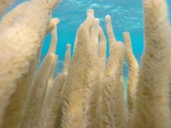 Esemplari di corallo Alcyonacea fotografati nel mare di Puerto Morelos, Messico.
