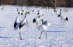 Esemplari di gru coronata rossa (Grus japonensis) allo Shitsugen National Park di Kushiro, Giappone.
