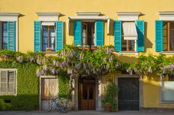La facciata di un palazzo ricoperto da piante di glicine profumato a Mergozzo, Piemonte.



