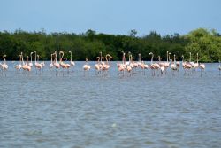 Fenicotteri danzano sull'acqua in Suriname (Sud America).



