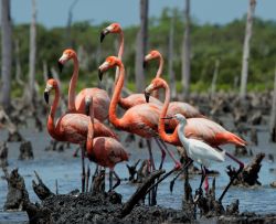 Fenicotteri sul Rio Maximo a Camaguey, Cuba - Un gruppo di fenicotteri fotografati nel vasto ecosistema palustre che si si trova nella provincia di Camaguey, nella zona centrale di Cuba. Alla ...