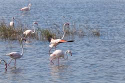 Fenicotteri nelle saline di Priolo in Sicilia