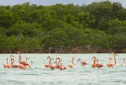 Anche gli appassionati di birdwatching hanno diversi motivi per scegliere Turks and Caicos come meta della loro vacanza. Sull'isola si possono incontrare grandi stormi di Fenicotteri rosa, ...