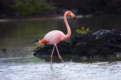 Se ne accorse lo stesso Charles Darwin: le isole Galapagos sono quanto di più incredibile un appassionato di birdwatching possa sperare di poter ammirare in natura. L'evoluzione che ...