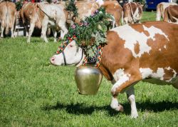 Festa della transumanza a Pertisau, Austria - Mercati del contadino, musica dal vivo e decorazioni del bestiame caratterizzano i tradizionali festeggiamenti della transumanza, la migrazione ...
