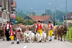 Feste dei malgari nel Canton Alpenzello, Svizzera. Da sempre gli svizzeri amano curare le loro tradizioni locali  - © bopyd / iStockphoto®