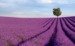 Campo di lavanda in Provenza, Francia