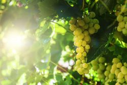 Filare di uva bianca tra le colline di Bettole in Toscana, Valdichiana